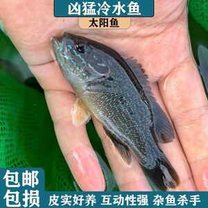 冷水凶猛原生观赏太阳鱼不加温小型鱼苗广温淡水肉食性皮实好养