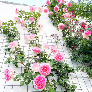 多花月季蔷薇花种籽子爬藤四季开花易活室外庭院围栏黄红刺玫种子