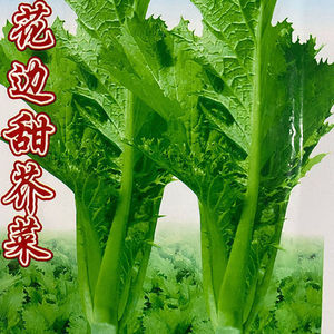 甜芥菜种子四季高产花边芥菜阳台蔬菜种子盆栽易种香港花边青菜叶