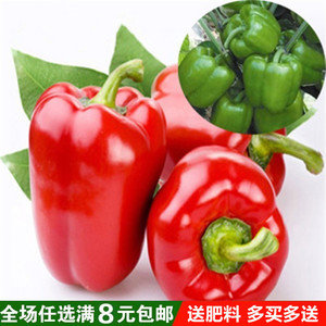 蔬菜种子 超大甜椒 常丰大甜椒种子 辣椒种子 阳台种菜种子四季播