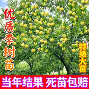 蜂糖李子树苗贵州六马三华新品种五月脆树果苗阳台盆栽南北方种植