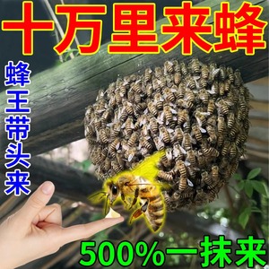 神器诱蜂水中蜂土蜂蜡诱蜂用老汉诱蜂膏养蜂专用工具诱蜜蜂招蜂水