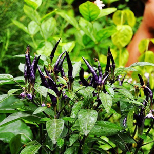 紫色朝天椒种子高产天紫小米椒菜种籽四季盆栽农家种植黑辣椒种孑
