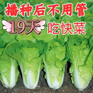 四季奶油快菜种子速生小白菜种籽春秋阳台盆栽蔬菜韩国58快菜种孑