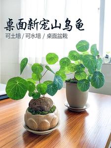 山乌龟爬藤植物金藤发种球红藤金千不换水培土培盆栽包成