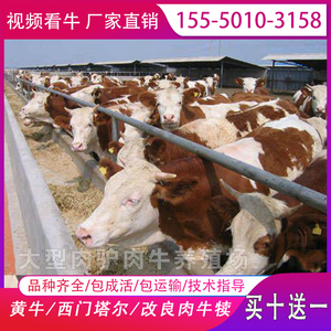 纯种西门塔尔牛犊活体改良肉牛犊活苗3-6个月牛苗出售黄牛犊厂家