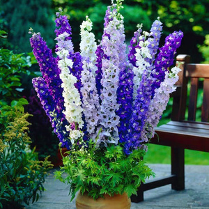 飞燕草花种籽子阳台庭院花籽四季易种室内翠雀花种子混色秋季花卉