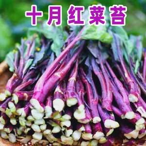 红菜苔种子紫菜薹春秋十月红菜苔种籽四季播农家菜园阳台蔬菜种子