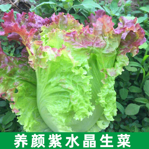 紫水晶散叶生菜种子阳台四季盆栽可观赏生菜种籽大叶生菜蔬菜种孑