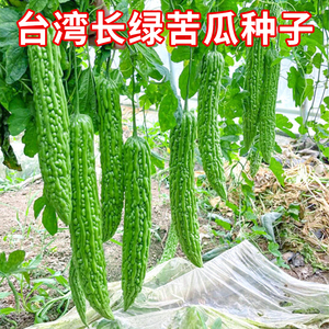 台湾长绿苦瓜种子绿皮青苦瓜种籽抗热耐寒春播农家菜园庭院蔬菜孑