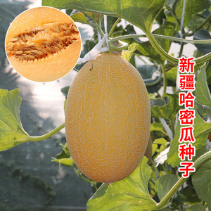 新疆哈密瓜甜瓜种子蜜黄金黄皮桔红肉哈蜜瓜种籽网纹橙肉水果种子