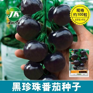 黑珍珠番茄种子高产黑色西红柿圣女果种籽阳台盆栽水果种孑易种