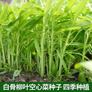 白骨柳叶空心菜种子水培蔬菜竹叶白杆通菜籽四季盆栽阳台蔬菜种孑