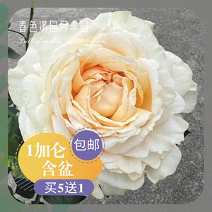 伊芙金伯爵 看花买 奶黄色大包子中苗  浓香扦插