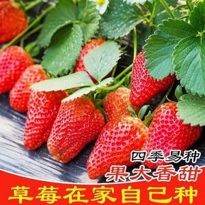 【四季草莓】超大超甜奶油草莓籽四季开花结果草莓籽庭院阳台盆栽