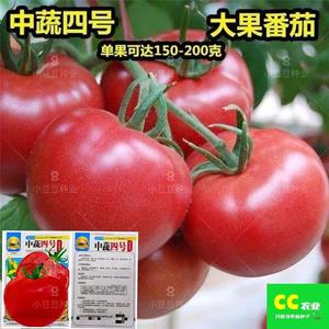 【西红柿种子】中蔬四号大果红番茄薄皮超甜高产大田蔬菜水果种籽