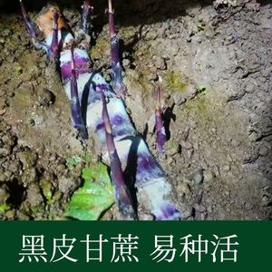 正宗灵山黑皮甘蔗苗种黄皮蔗节苗种带芽孢南方北方庭院种植包活苗