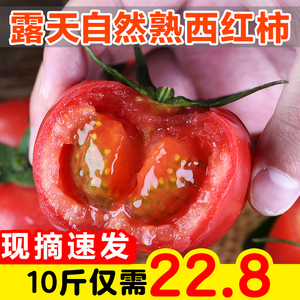 攀枝花西红柿新鲜自然熟 整箱10斤农家生吃的农家蔬菜沙瓤小番茄5