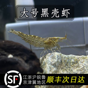 成年大号黑壳虾鱼缸清洁冷水宠物观赏乌龟活体口粮淡水除藻工具虾