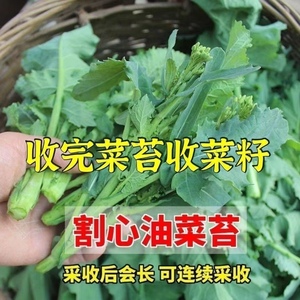 早熟油菜苔种子耐热高产春季四季播南方蔬菜种孑阳台盆栽莱菜种籽