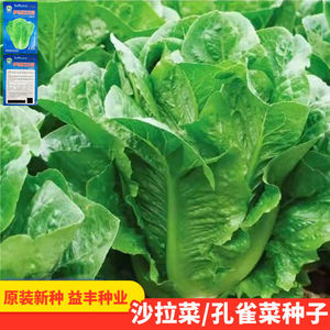 孔雀菜种子沙拉生菜四季阳台盆栽地栽蔬菜种子可生吃营养直立生菜