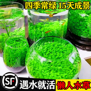 鱼缸水草种子生态玻璃瓶植物种籽孑水培阴性冒泡真草盆栽造景套装