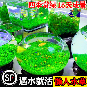 生态瓶免打理diy微景观玻璃鱼缸小型水培水草种子自循环治愈造景