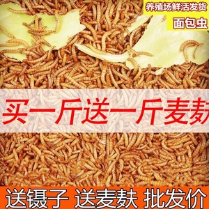 黄粉虫面包虫 活虫鲜活虫种虫 鸟食鱼食八哥鹩哥专用饲料