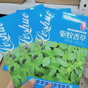 绿罗勒种孑驱蚊香草蔬菜种子抗病强香花子九层塔种子盆栽植物种子