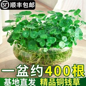 铜钱草水培植物室内好养盆栽金钱草桌面花卉办公室水养四季小绿植