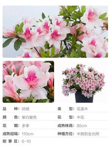 安库杜鹃纺绸 复色四季开花庭院阳台绿植室内耐旱花卉杜鹃花苗酷