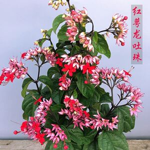 九龙吐珠花苗 红萼龙吐珠 麒麟吐珠 攀援爬藤绿植花卉阳台庭院