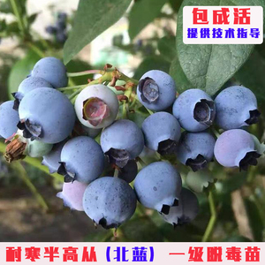 北蓝矮丛蓝莓树果苗耐寒蓝莓树苗盆栽地栽带土发货南北方种植果树