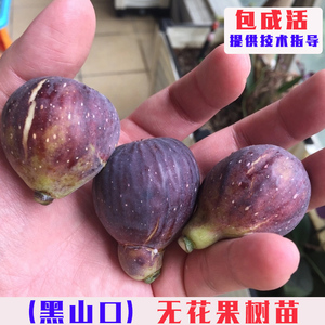 黑山口无花果树苗特大耐寒紫果无花果苗阳台盆栽地栽种植当年结果