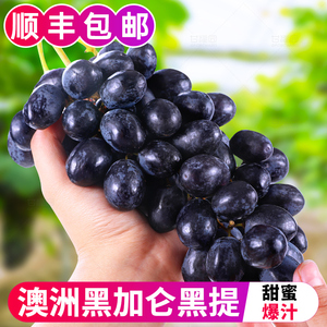 澳洲黑加仑黑提4斤美人指葡萄提子新鲜进口品种新鲜水果顺丰5