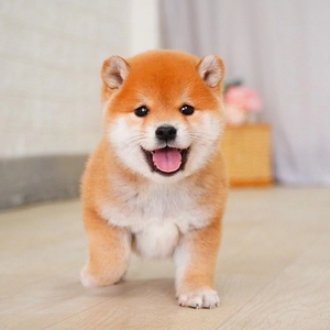 柴犬幼犬纯种日本柴犬豆柴赤柴白柴家养网红小型犬可爱宠物狗训练