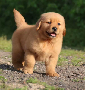 活体纯种金毛幼犬赛级金毛犬导盲犬中型犬寻回犬金毛犬宠物狗狗