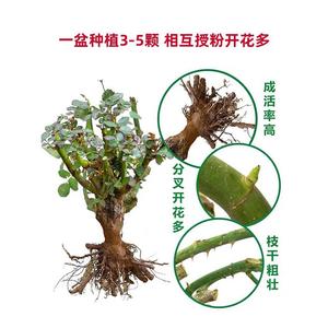 嫁接多色玫瑰花老桩玫瑰蔷薇老根四季开花月季花苗室内外盆栽大花