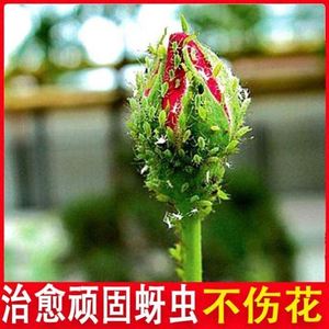 月季玫瑰花蔷薇专用杀虫剂驱虫药除虫剂防打虫药吃叶虫红蜘蛛蚜虫