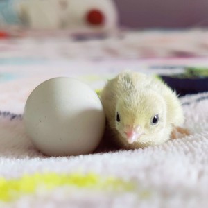网红宠物鸡种蛋迷你小鸡种蛋受精蛋 鹌鹑蛋小型鸡受精蛋可孵化