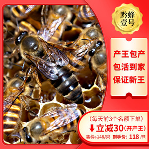 贵州黔蜂壹号活体蜜蜂中蜂蜂王笼活群中蜂产卵种王新开产王高产王