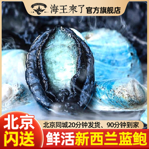 北京闪送 鲜活新西兰蓝鲍1只进口蓝壳大鲍鱼新鲜美味海鲜水产贝类