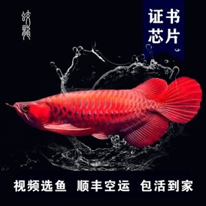 印尼红龙鱼苗活体超血辣椒红龙鱼苗纯种热带淡水观赏鱼过背金龙鱼