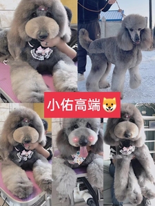 出售纯种巨型贵宾幼犬大型泰迪犬巨贵犬白色巨型泰迪幼犬活体宠物