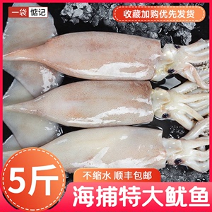一袋惦记 鱿鱼生鲜活冷冻新鲜超大鱿鱼尤鱼整只海捕水产海鲜5斤