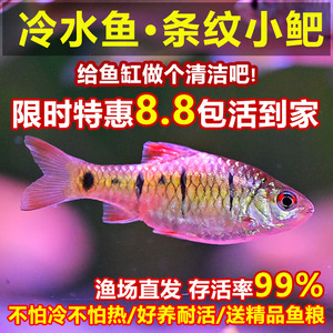 条纹小鲃冷水鱼观赏鱼原生鱼中国斗鱼鳑鲏鱼配鱼好养耐活小型鱼苗