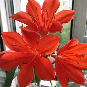 紫根兰开花球乔治百合包对版好养活室内室外阳台庭院客厅盆栽花卉