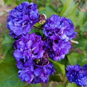 紫玉蓝莓冰沙木槿盆栽带花苞薄荷冰沙木槿花树苗耐寒耐热丰花植物