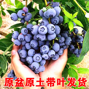 蓝莓树果苗南方北方种植盆栽奥尼尔l25兔眼蓝莓苗 蓝梅树树苗带土