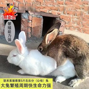出售散养比利时种兔杂交野兔繁殖种兔大型肉兔兔苗包技术包回收